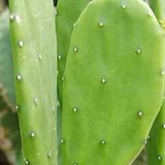 Extrato de Cacto Opuntia