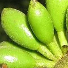Extrato de Enantia Chlorantha