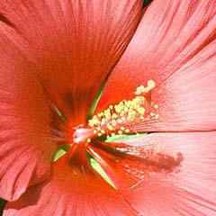 Extrato de hibisco