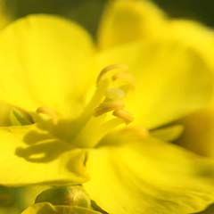 Flor de Jeju
