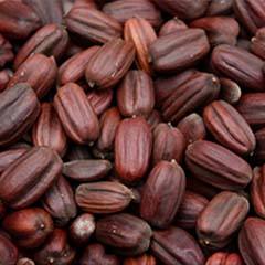 Contas de jojoba biodegradáveis